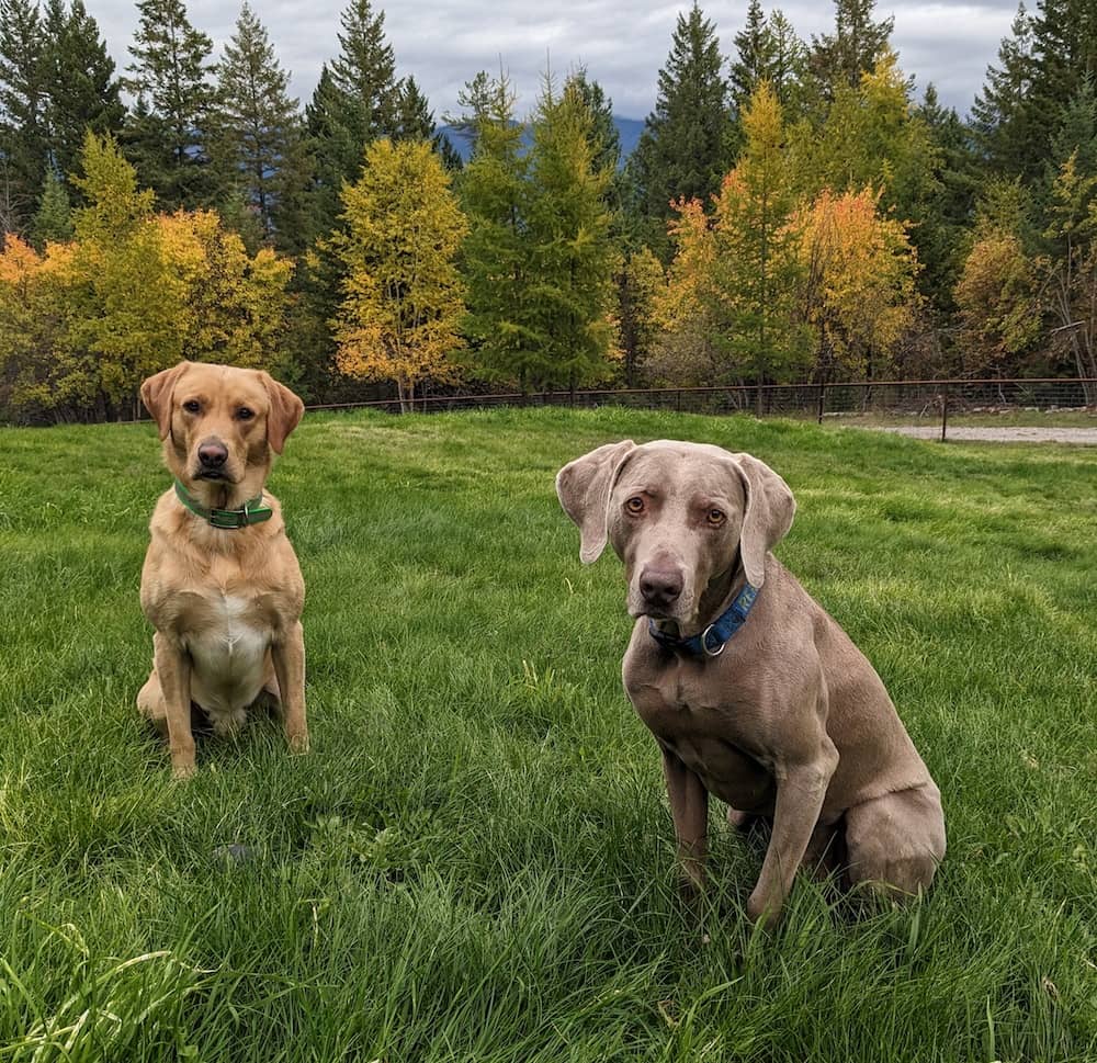 Laboratório vs Weimaraner: semelhanças e diferenças | Semelhanças e diferenças Laboratório vs Weimaraner: semelhanças e diferenças | Semelhanças e diferenças