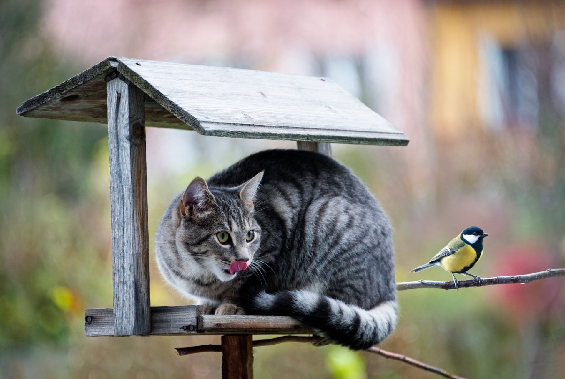 A gripe pássaro é uma ameaça para os gatos? A gripe pássaro é uma ameaça para os gatos?