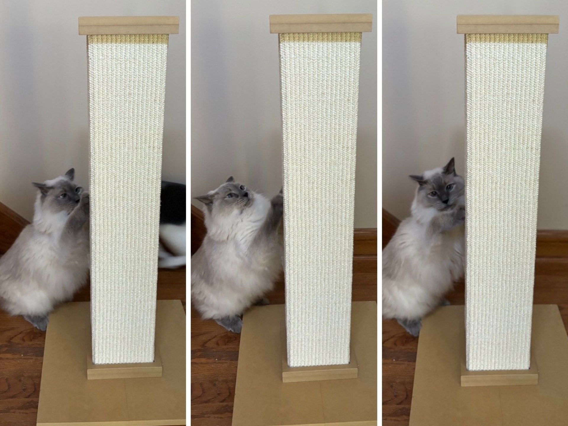 Por que o post SmartCat Ultimate Scratching é um item obrigatório para todos os donos de gato Por que o post SmartCat Ultimate Scratching é um item obrigatório para todos os donos de gato