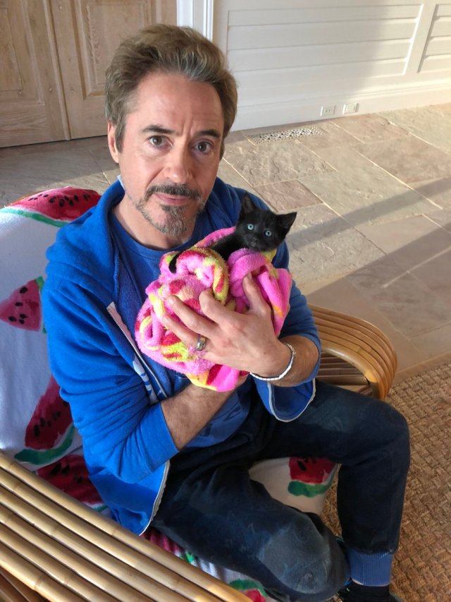 7 celebridades e seus adoráveis gatos 7 celebridades e seus adoráveis gatos