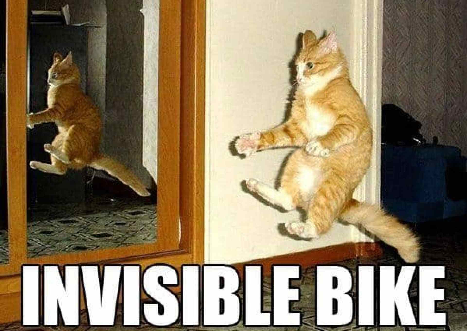 Os melhores memes de gatos de todos os tempos Os melhores memes de gatos de todos os tempos