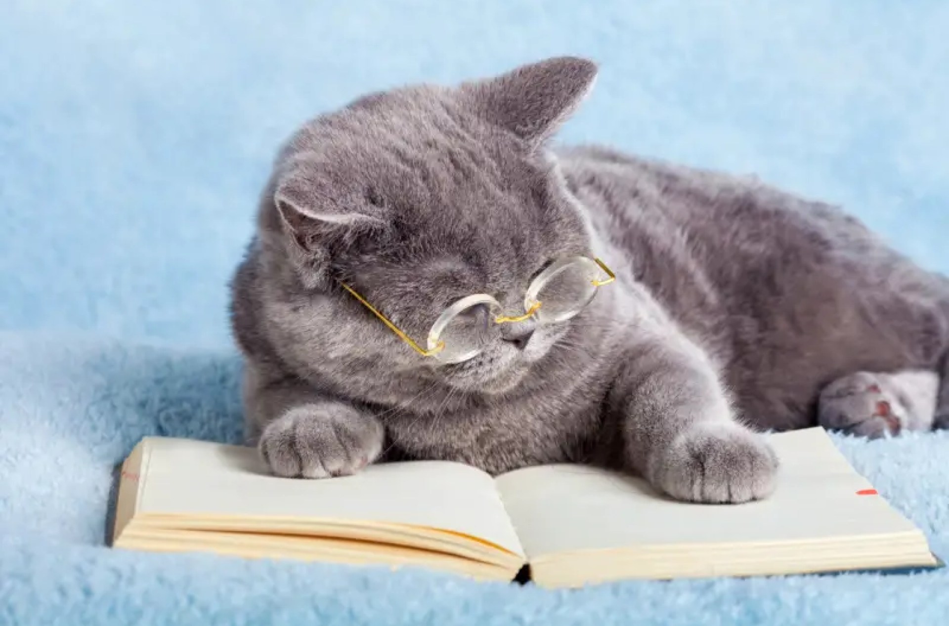 As 10 raças mais inteligentes de gatos – The Purrington Post As 10 raças mais inteligentes de gatos – The Purrington Post