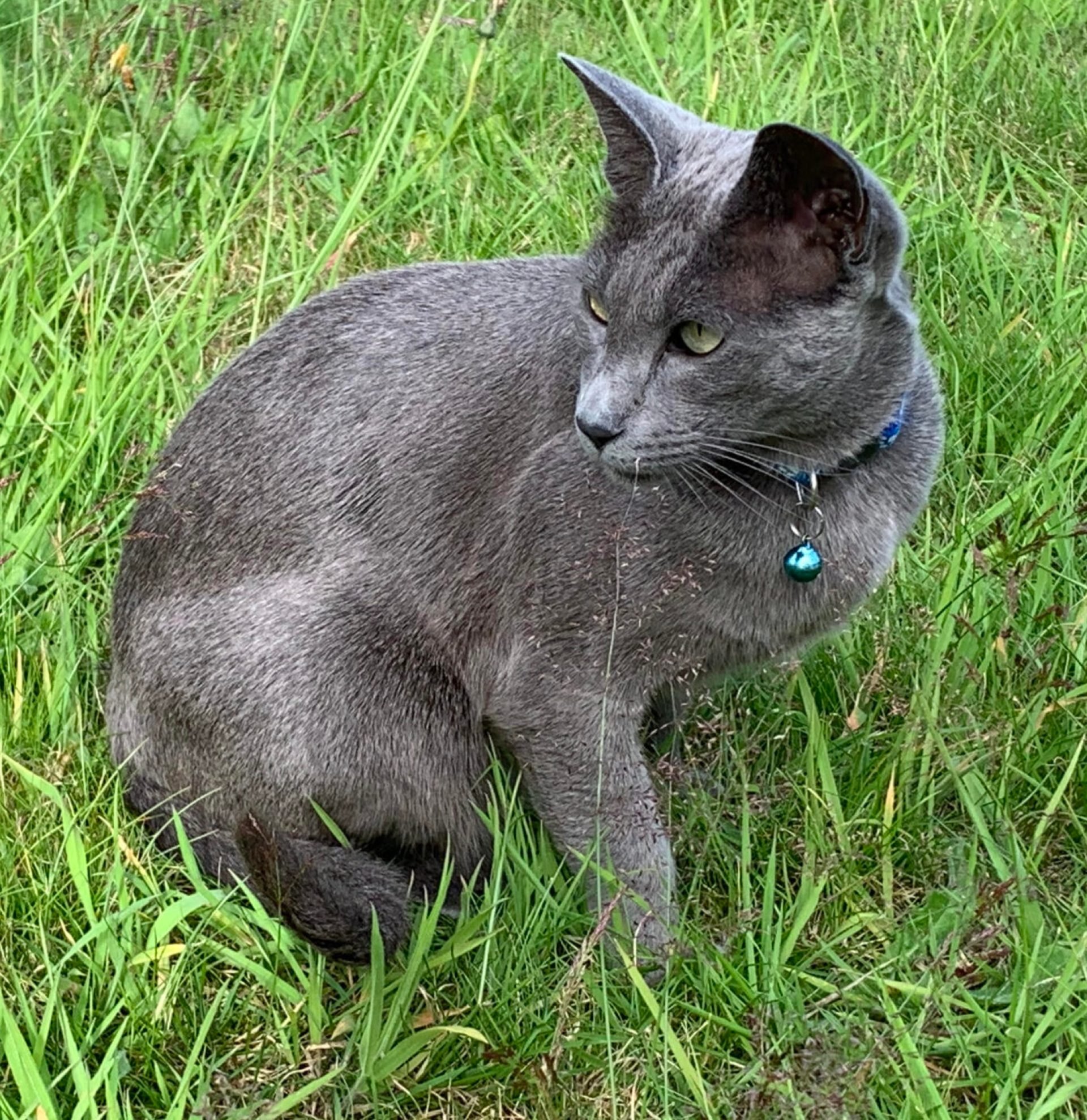 Interno ou externo … essa é a questão. O que é melhor para o seu gatinho? Interno ou externo … essa é a questão. O que é melhor para o seu gatinho?