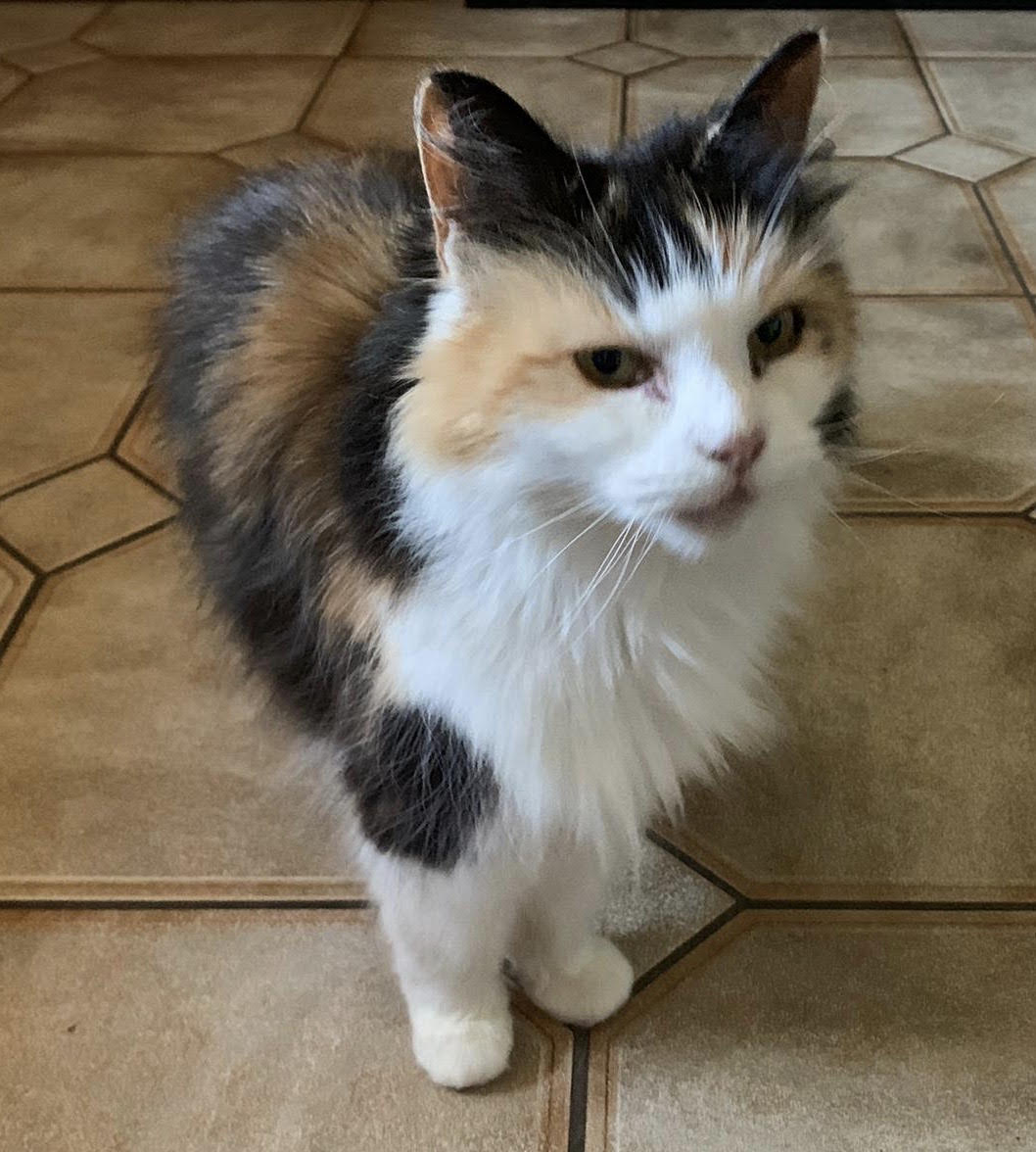 Conheça seu gato por dentro e por fora Conheça seu gato por dentro e por fora