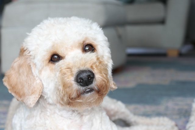 Por que meu cockapoo está respirando rápido? Registro de Doodle Americano Por que meu cockapoo está respirando rápido? Registro de Doodle Americano