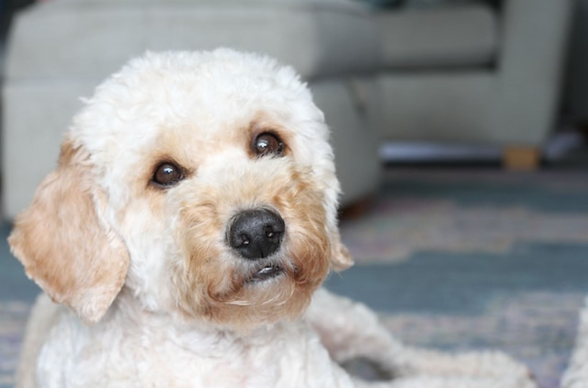 Por que meu cockapoo está respirando rápido? Registro de Doodle Americano Por que meu cockapoo está respirando rápido? Registro de Doodle Americano