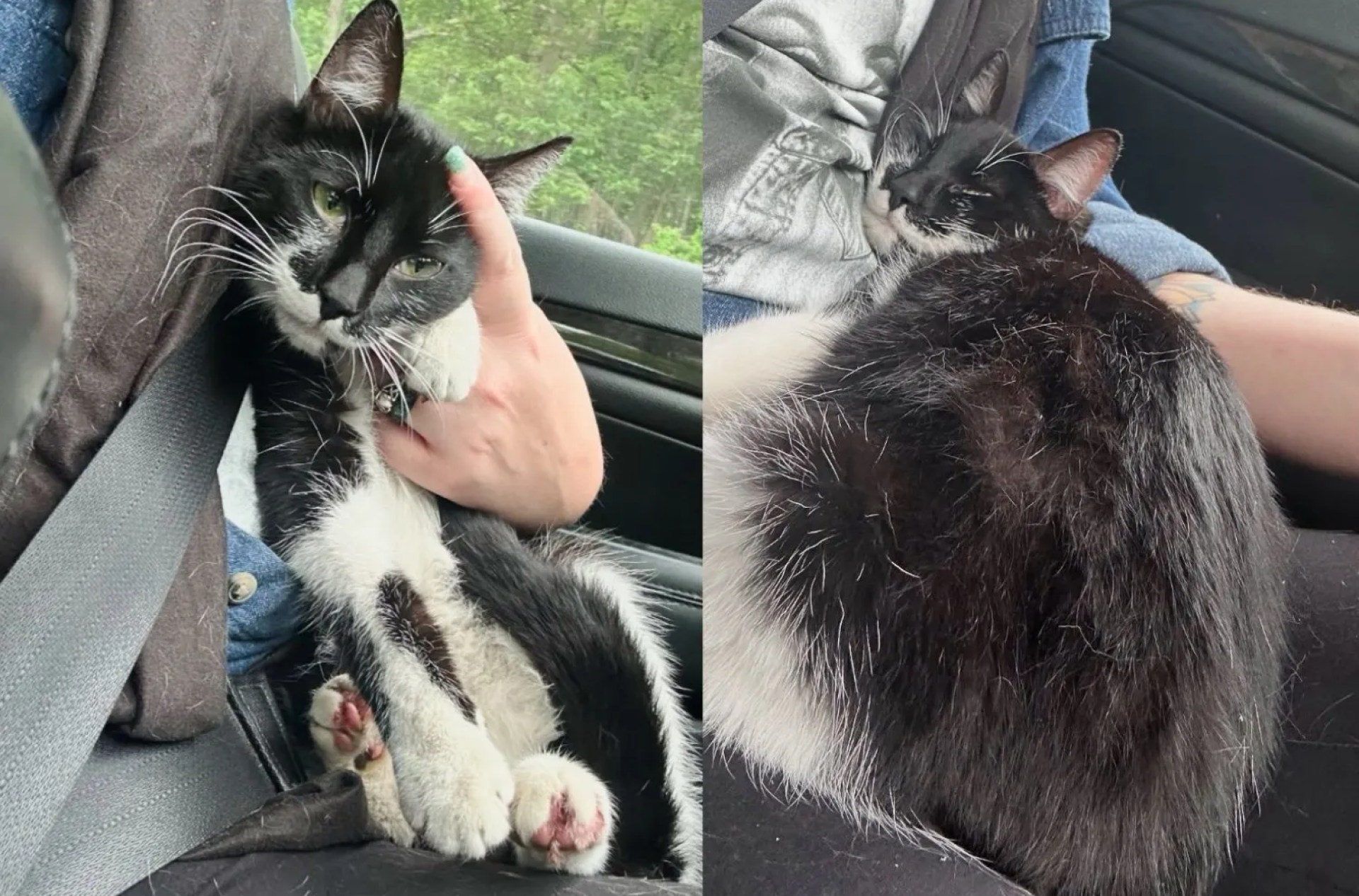 Cat entrou no carro de uma pessoa gentil e agiu como se ela pertencia lá, pronta para mudar sua vida Cat entrou no carro de uma pessoa gentil e agiu como se ela pertencia lá, pronta para mudar sua vida