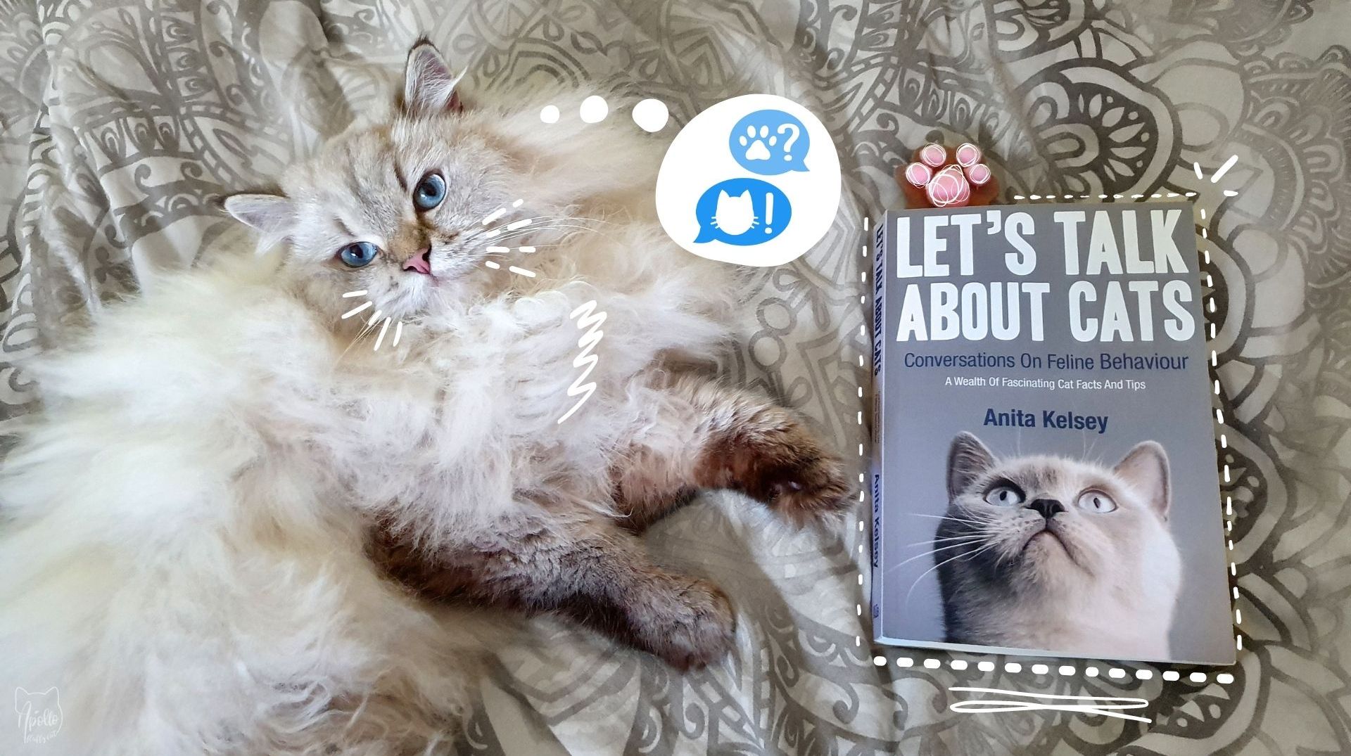Revisão: Vamos falar sobre o livro de gatos de Anita Kelsey »Apollo Fluffy Cat Revisão: Vamos falar sobre o livro de gatos de Anita Kelsey »Apollo Fluffy Cat