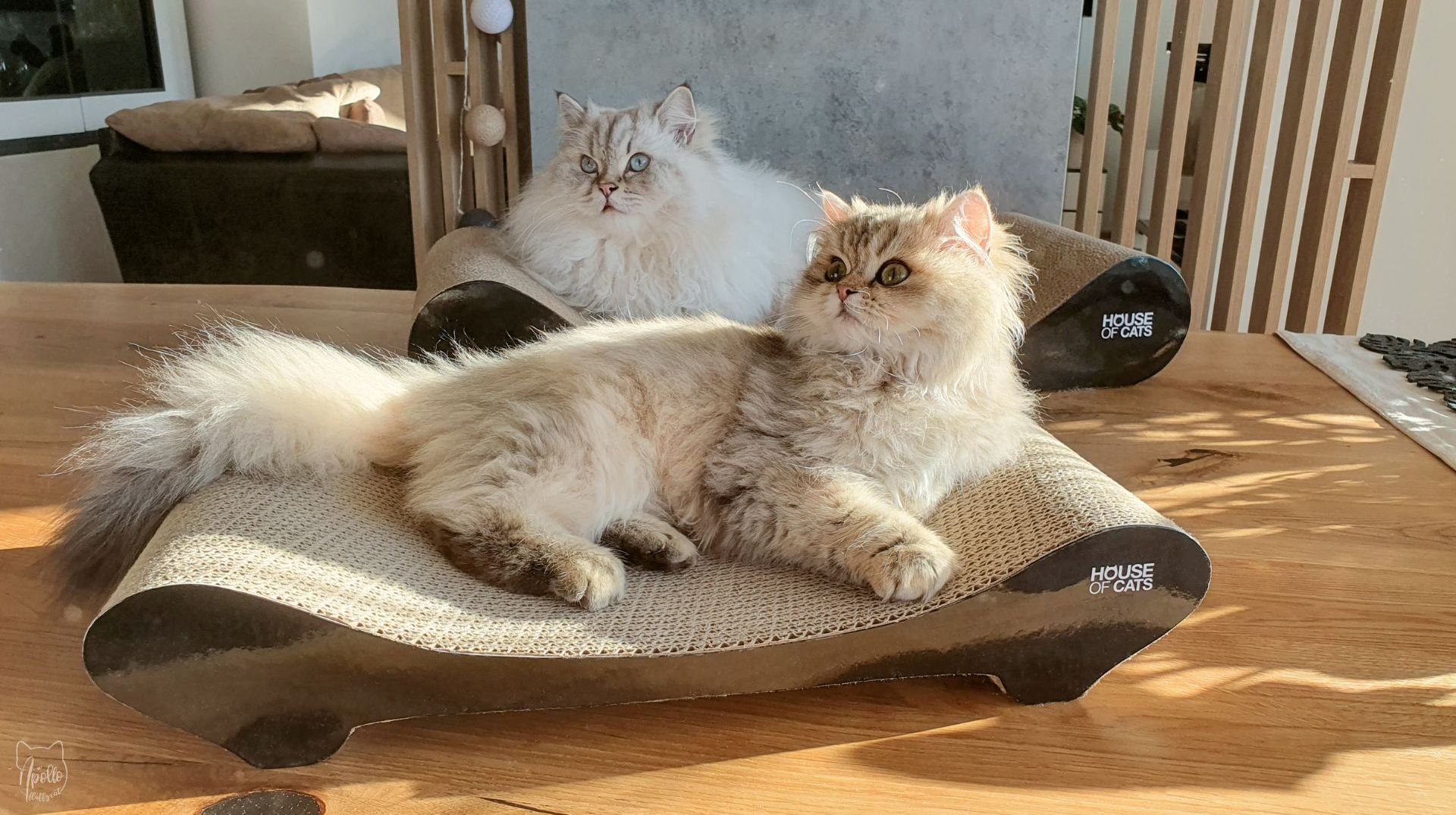 Revisão: Cat Scratchers From House of Cats – Sofá e confortável »Apollo Fluffy Cat Revisão: Cat Scratchers From House of Cats – Sofá e confortável »Apollo Fluffy Cat