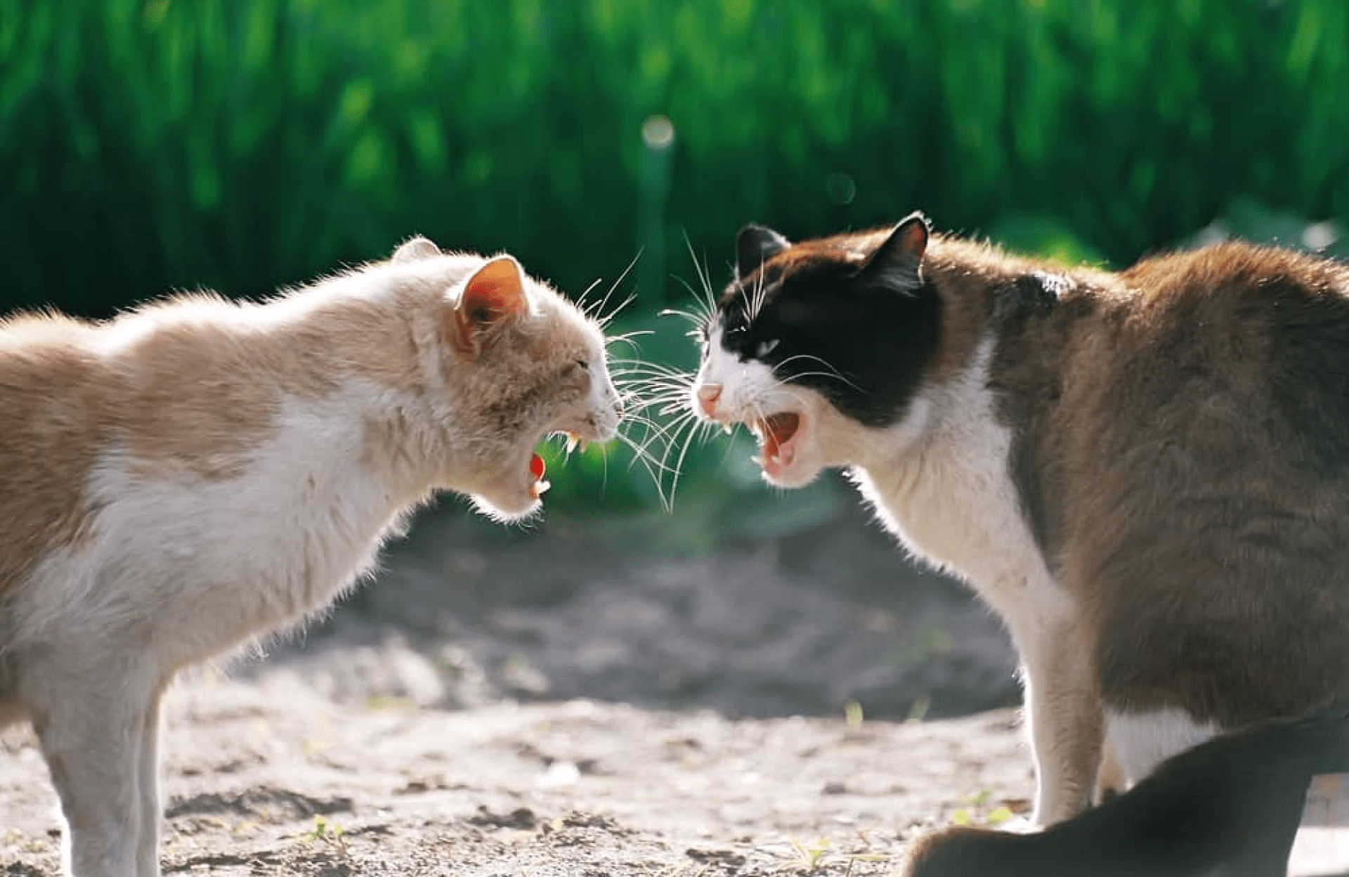 Feliway trabalha em gatos ansiosos, destrutivos ou de combate? Feliway trabalha em gatos ansiosos, destrutivos ou de combate?