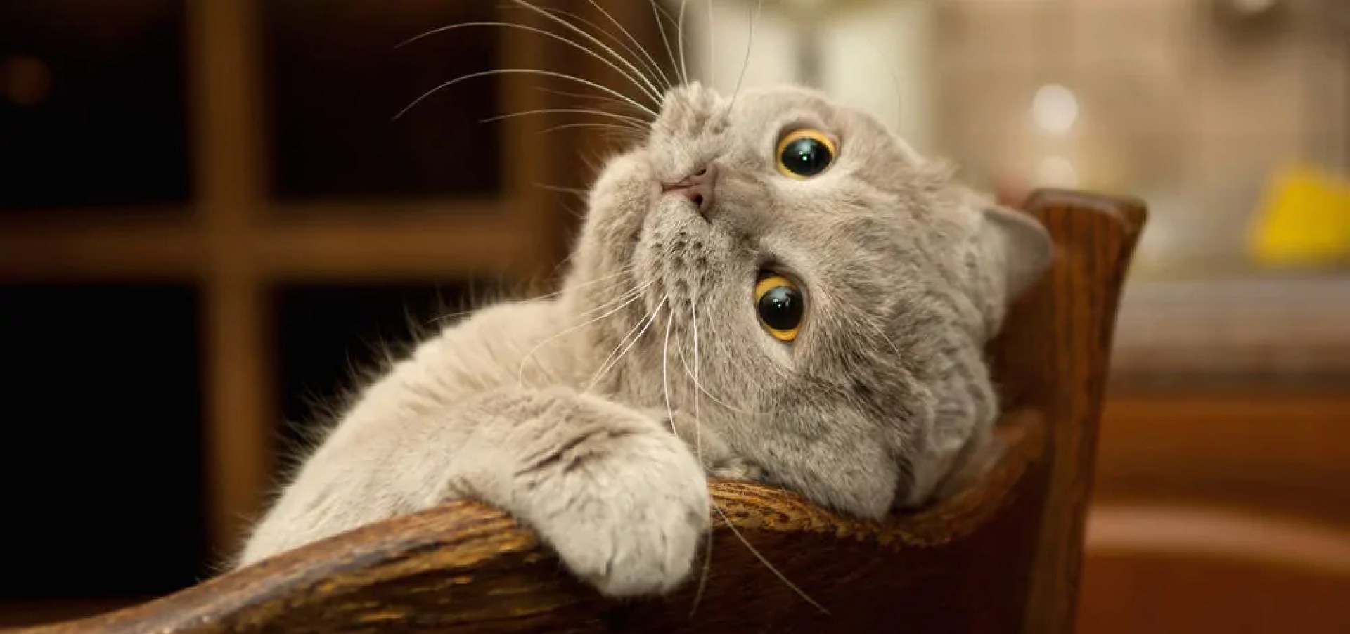 O que é Matatabi? – Alternativas de catnip O que é Matatabi? – Alternativas de catnip