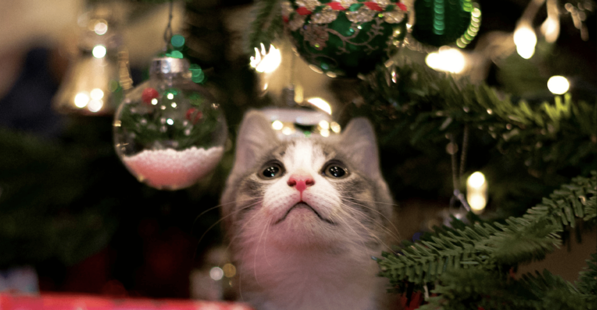 O melhor guia de presentes de férias do iHeartCats para amantes de gatos O melhor guia de presentes de férias do iHeartCats para amantes de gatos