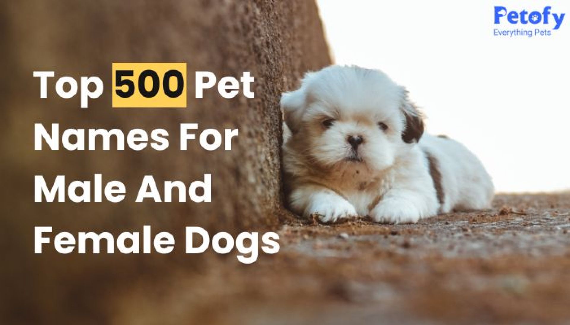 Os 500 principais nomes exclusivos para cães machos e fêmeas (meninas) Os 500 principais nomes exclusivos para cães machos e fêmeas (meninas)