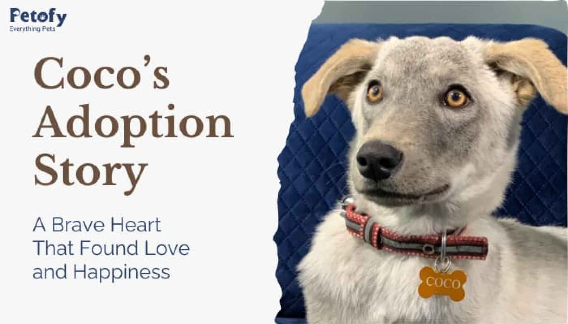 A jornada de amor e alegria de um cão corajoso A jornada de amor e alegria de um cão corajoso