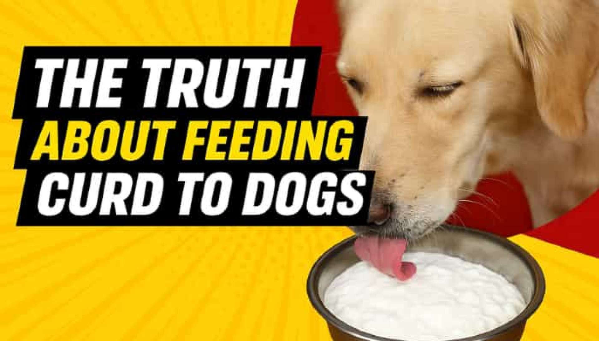 A verdade sobre alimentar coalhada a cães: benefícios e riscos A verdade sobre alimentar coalhada a cães: benefícios e riscos