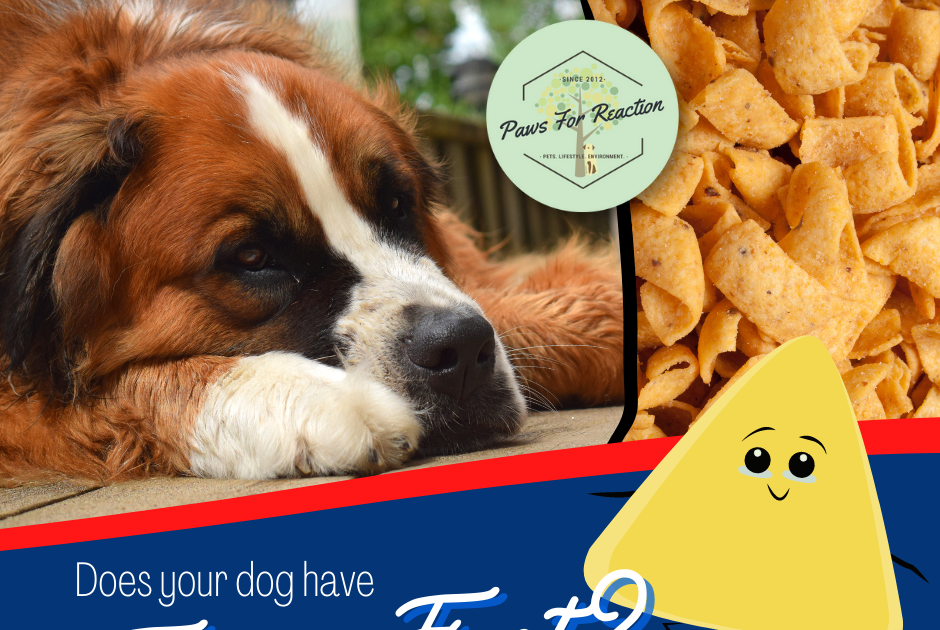 Pés de frito: Por que as patas do meu cachorro cheiram a fritos? Posso impedir que as patas do meu cachorro cheirem a salgadinhos de milho? Pés de frito: Por que as patas do meu cachorro cheiram a fritos? Posso impedir que as patas do meu cachorro cheirem a salgadinhos de milho?
