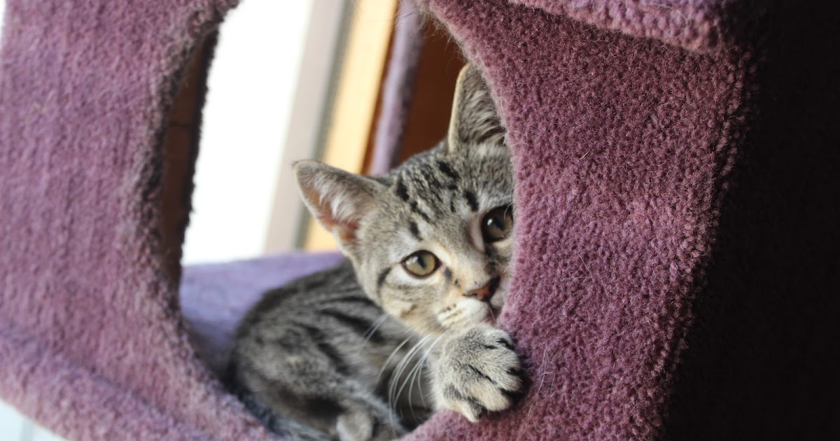 Kitty Korner: Adeus doce Sheldon Kitty Korner: Adeus doce Sheldon