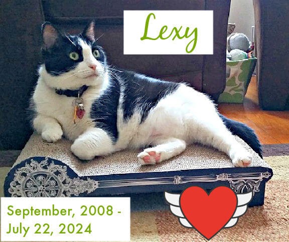 Lexy: setembro de 2008 – 22 de julho de 2024 Lexy: setembro de 2008 – 22 de julho de 2024