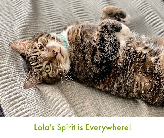 A essência de Lola | Lola o gato resgatado A essência de Lola | Lola o gato resgatado