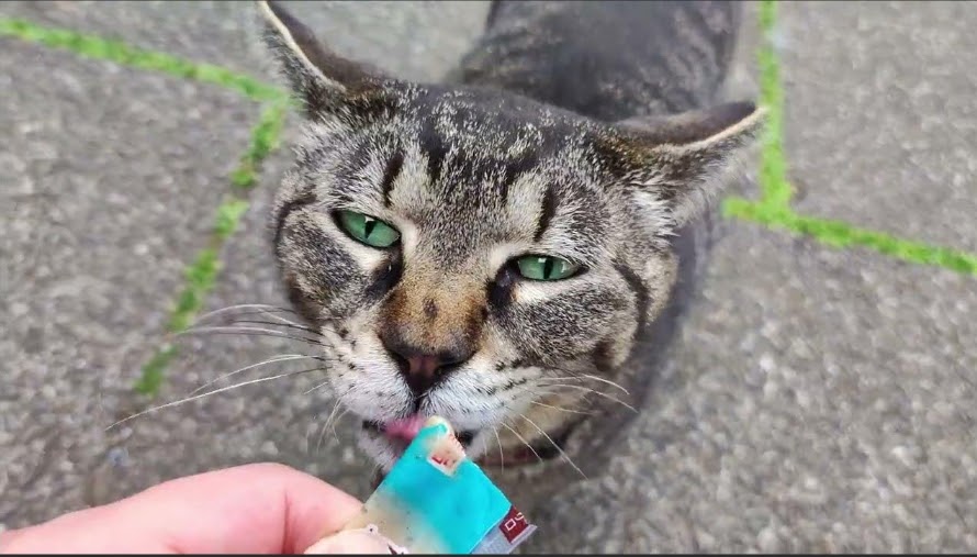 Os gatos à beira do rio, no centro de Miami: Churu trata saudáveis? Os gatos à beira do rio, no centro de Miami: Churu trata saudáveis?