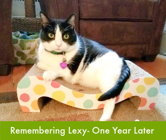 Um ano sem Lexy | Lola o gato resgatado Um ano sem Lexy | Lola o gato resgatado