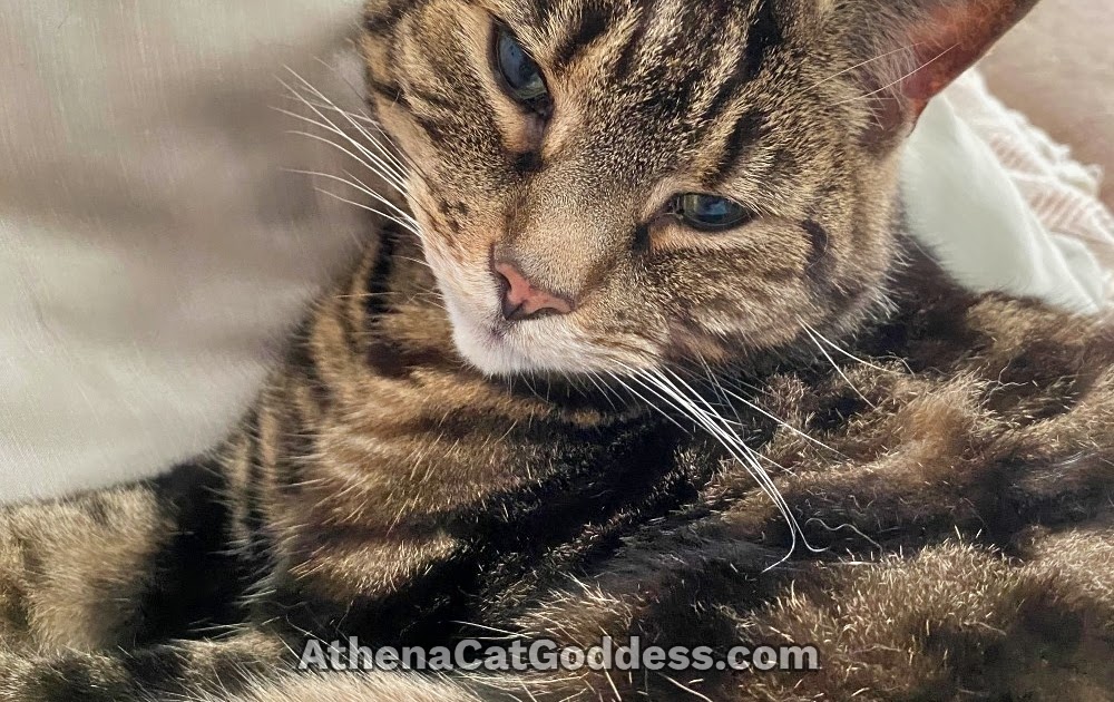 Athena Cat Deusa Wise Kitty: Selfie do domingo de Páscoa Athena Cat Deusa Wise Kitty: Selfie do domingo de Páscoa