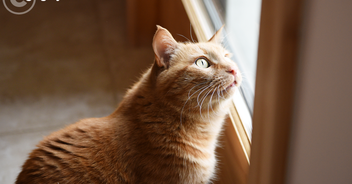 Com amor de waffles a katie Com amor de waffles a katie