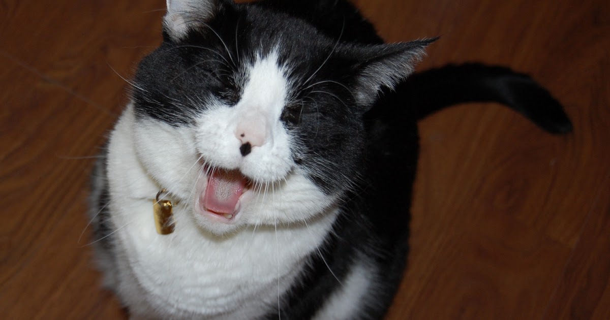 A psicokitty fala: da mulher … A psicokitty fala: da mulher …