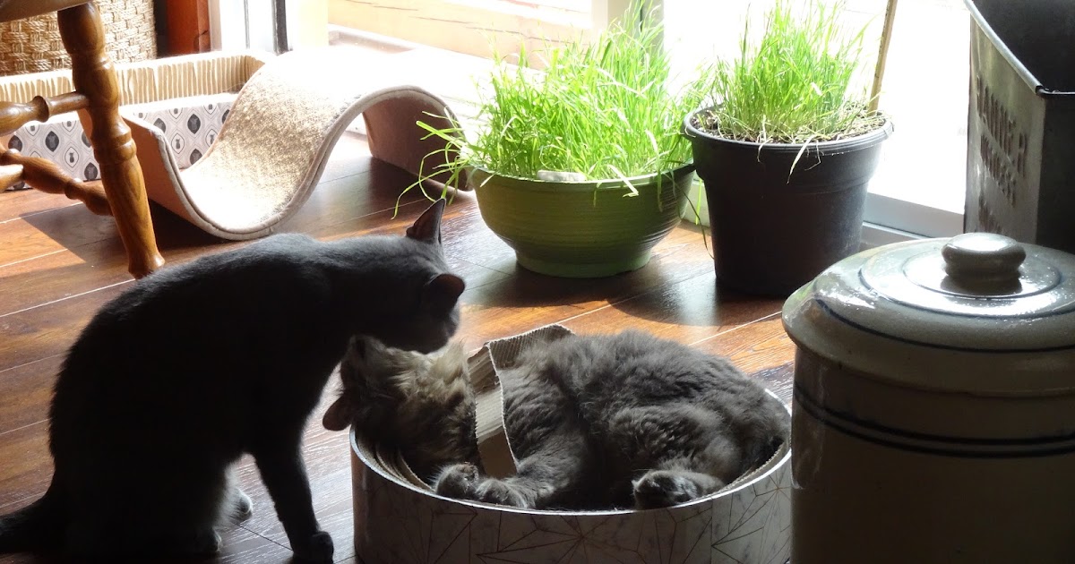 Beleza do verão. Beleza do verão.