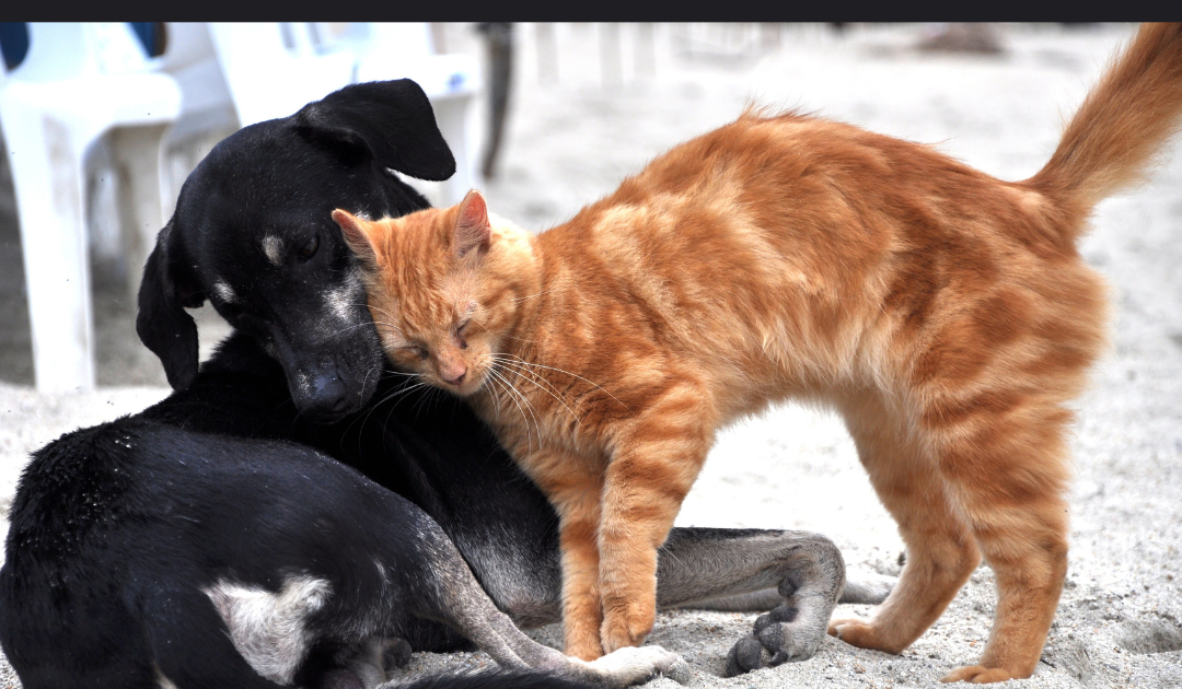 Dia da gentileza mundial-Por favor, considere os gatos à beira do rio Dia da gentileza mundial-Por favor, considere os gatos à beira do rio