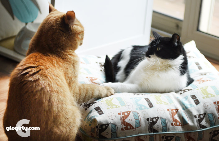 Glugarly: contagem regressiva de 15 semanas – Semana 7 O PAW Touch que abalou as interwebs Glugarly: contagem regressiva de 15 semanas – Semana 7 O PAW Touch que abalou as interwebs