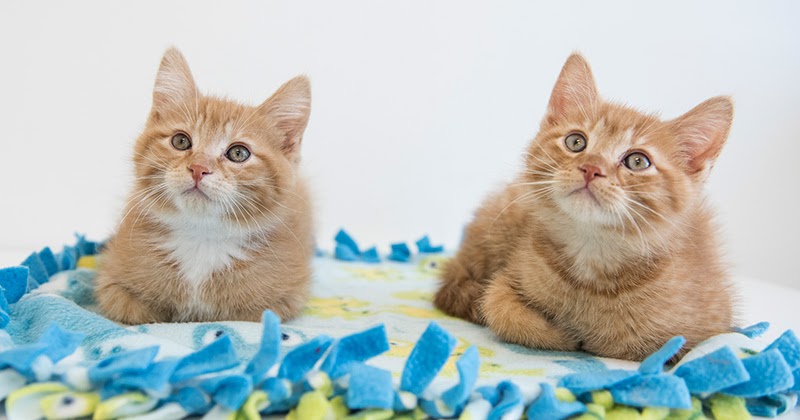 Contos de gatos de resgate felino: adote em pares! Contos de gatos de resgate felino: adote em pares!