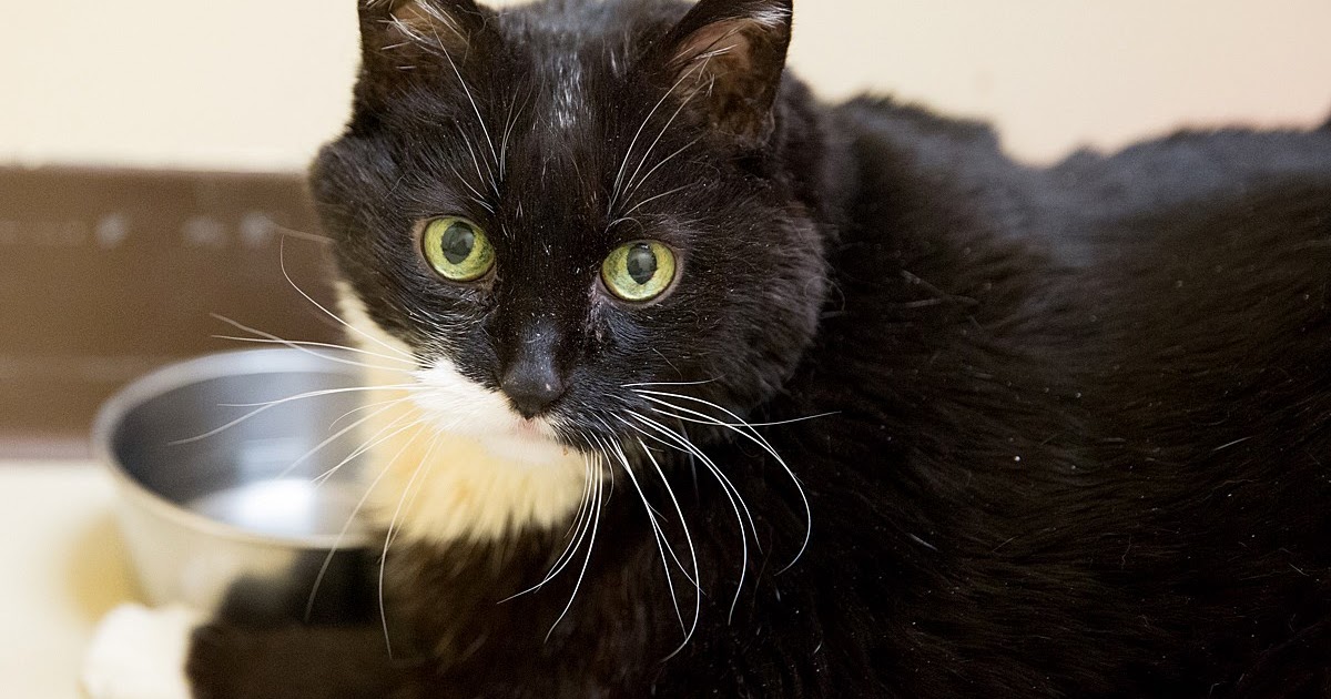 Contos de gatos de resgate felino: obesidade em gatos: a história de q Contos de gatos de resgate felino: obesidade em gatos: a história de q