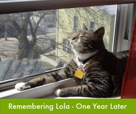Um ano sem Lola | Lola o gato resgatado Um ano sem Lola | Lola o gato resgatado