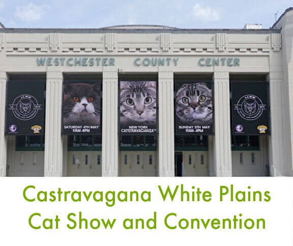 Catstravanga White Plains – fim de semana de um amante de gatos! Catstravanga White Plains – fim de semana de um amante de gatos!