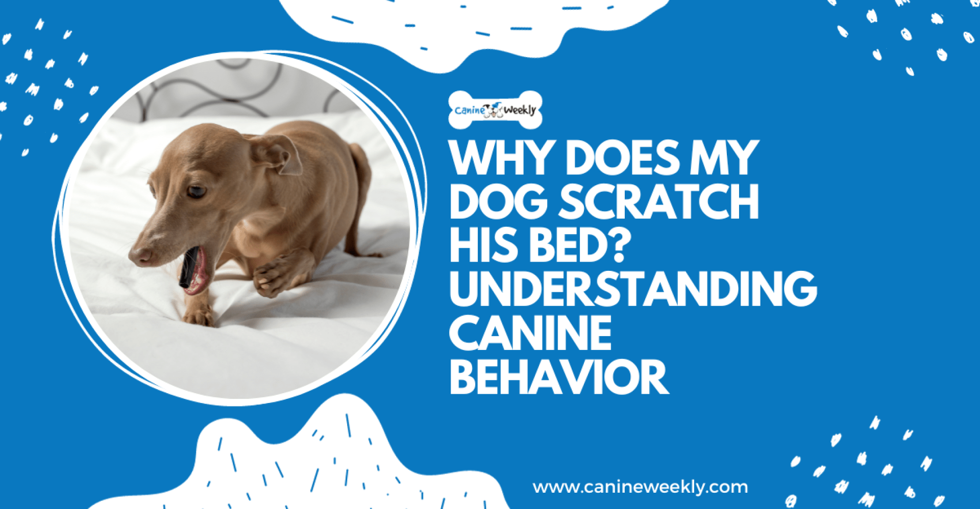 Por que meu cachorro arranha a cama dele? Compreensão do comportamento Por que meu cachorro arranha a cama dele? Compreensão do comportamento