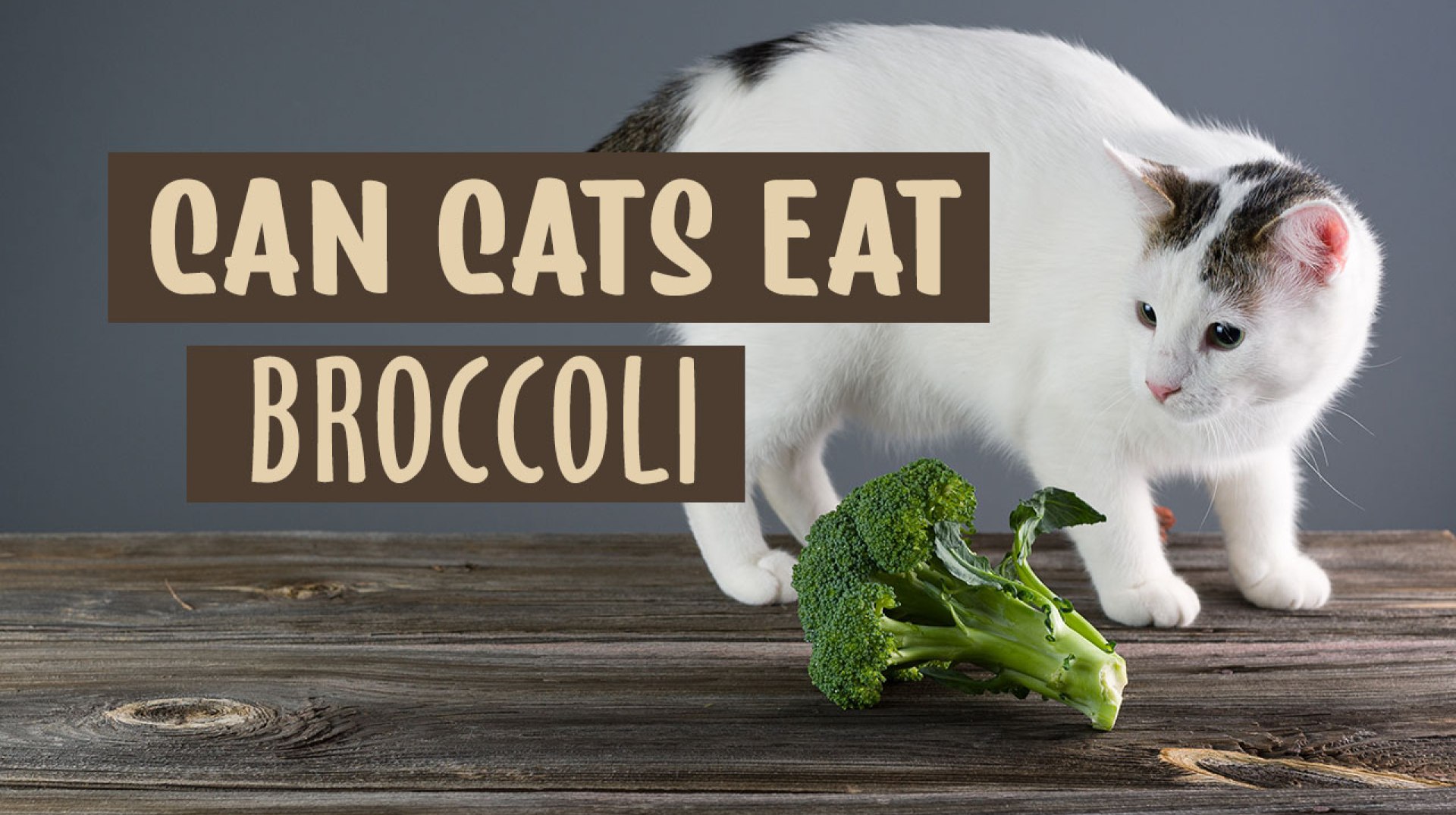 Os gatos podem comer brócolis? Benefícios, riscos, perigos ocultos? Os gatos podem comer brócolis? Benefícios, riscos, perigos ocultos?