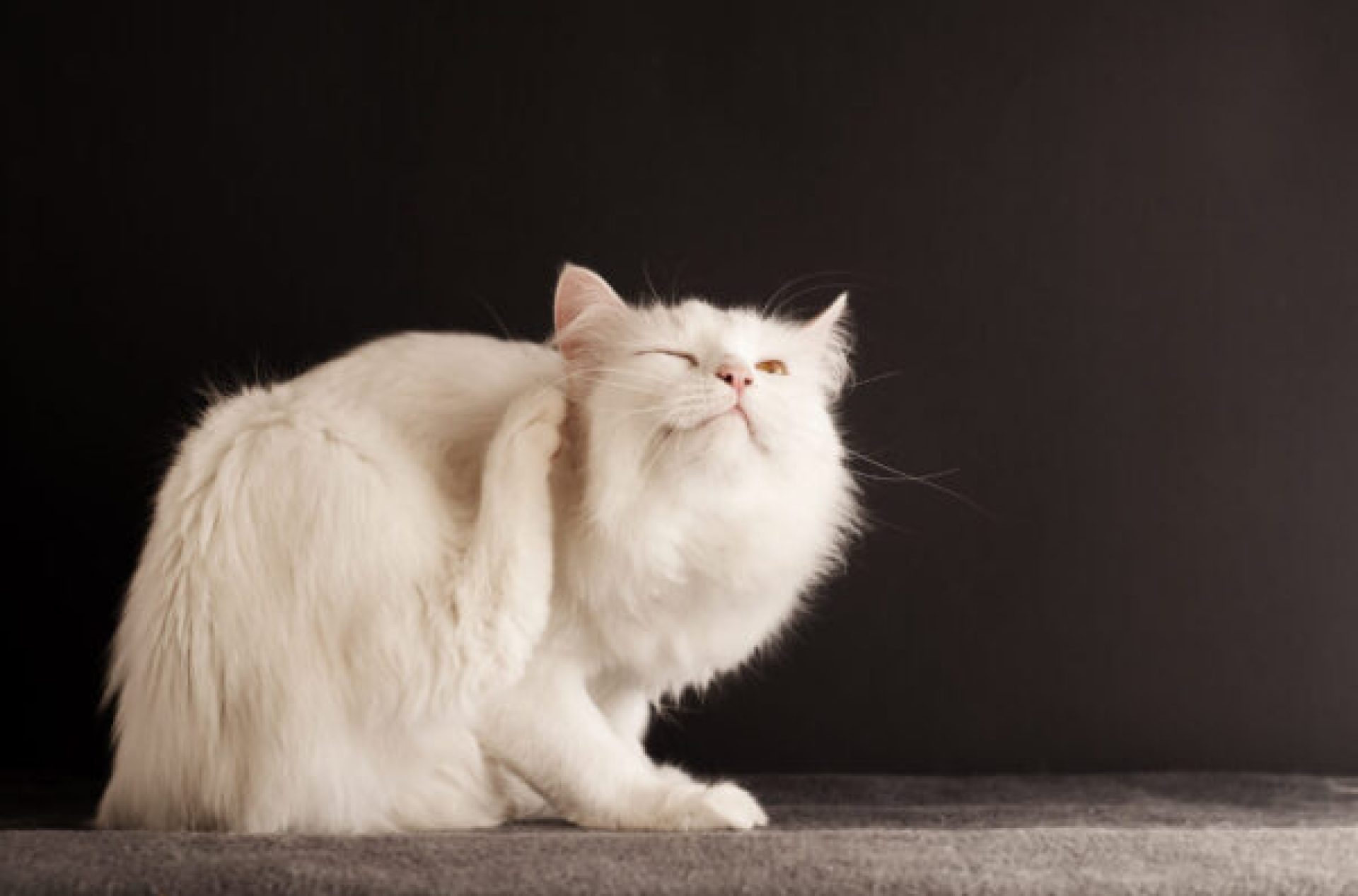 Como saber se seu gato tem pulgas – Como saber se seu gato tem pulgas –