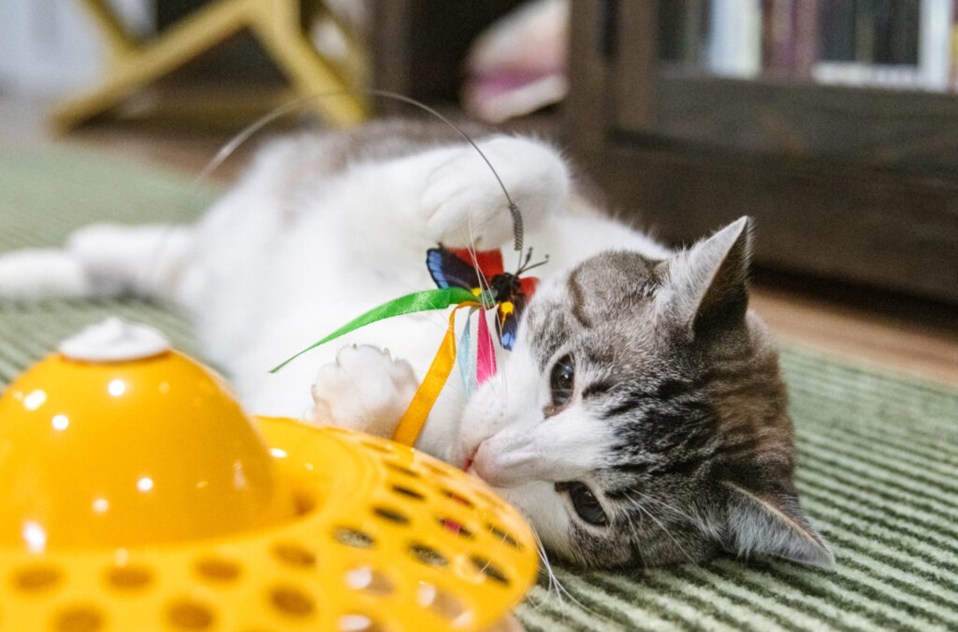 Ótima opção para a jogada de gato – Ótima opção para a jogada de gato –