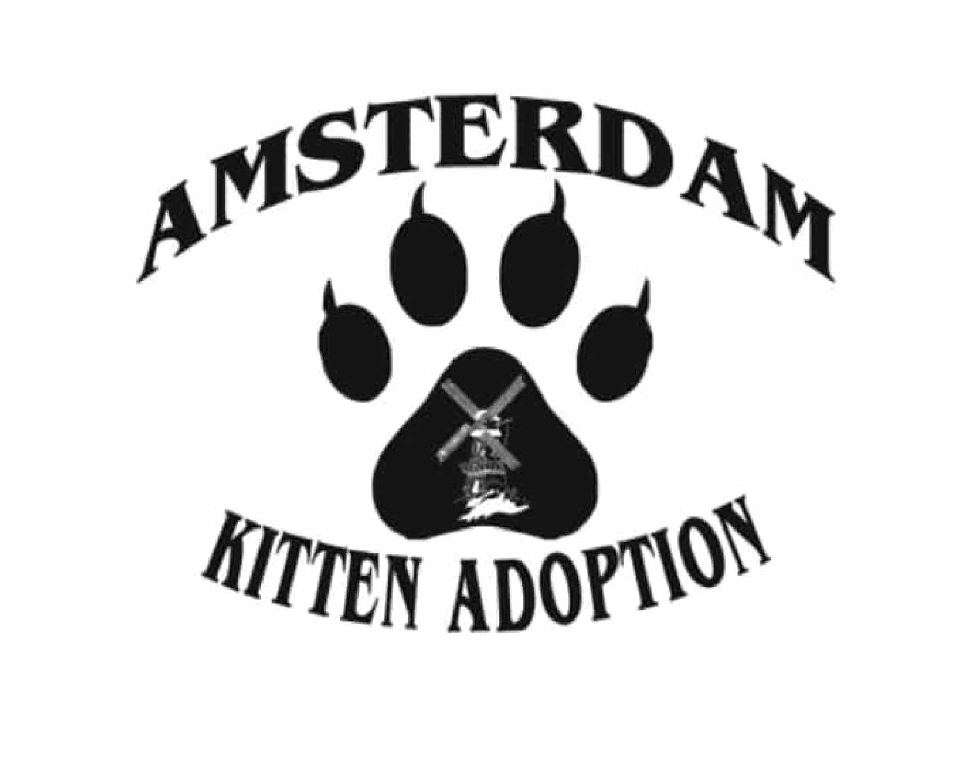 Adoção de Kitten de Amsterdã – Adoção de Kitten de Amsterdã –