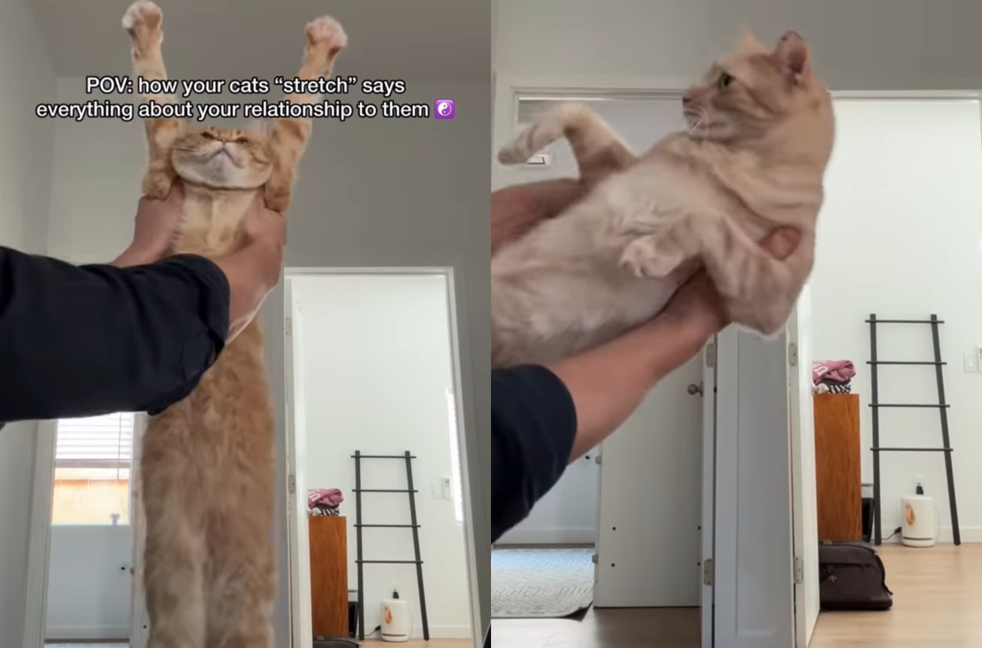 Os gatos têm reações muito diferentes para o pai ‘esticar’ Os gatos têm reações muito diferentes para o pai ‘esticar’