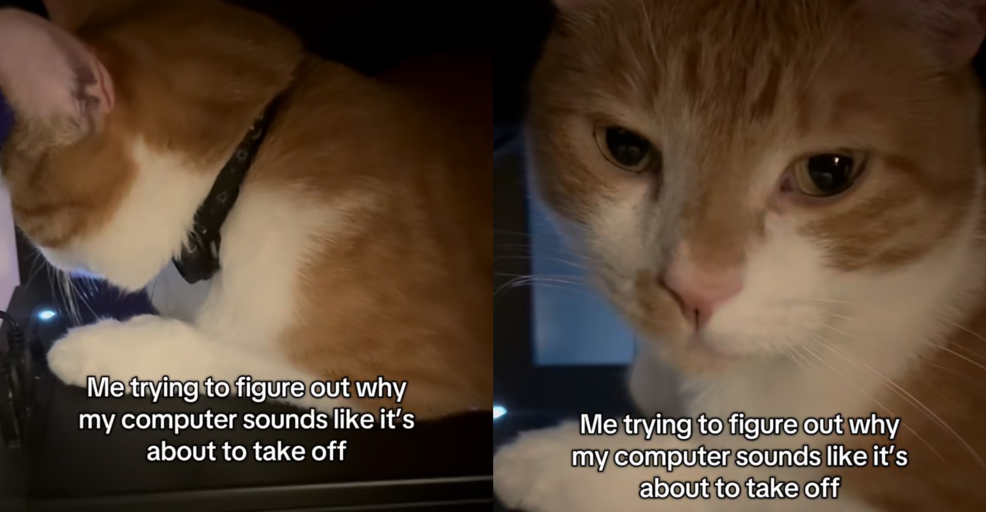 Cat encontra -se uma cama nova em um lugar completamente inesperado Cat encontra -se uma cama nova em um lugar completamente inesperado