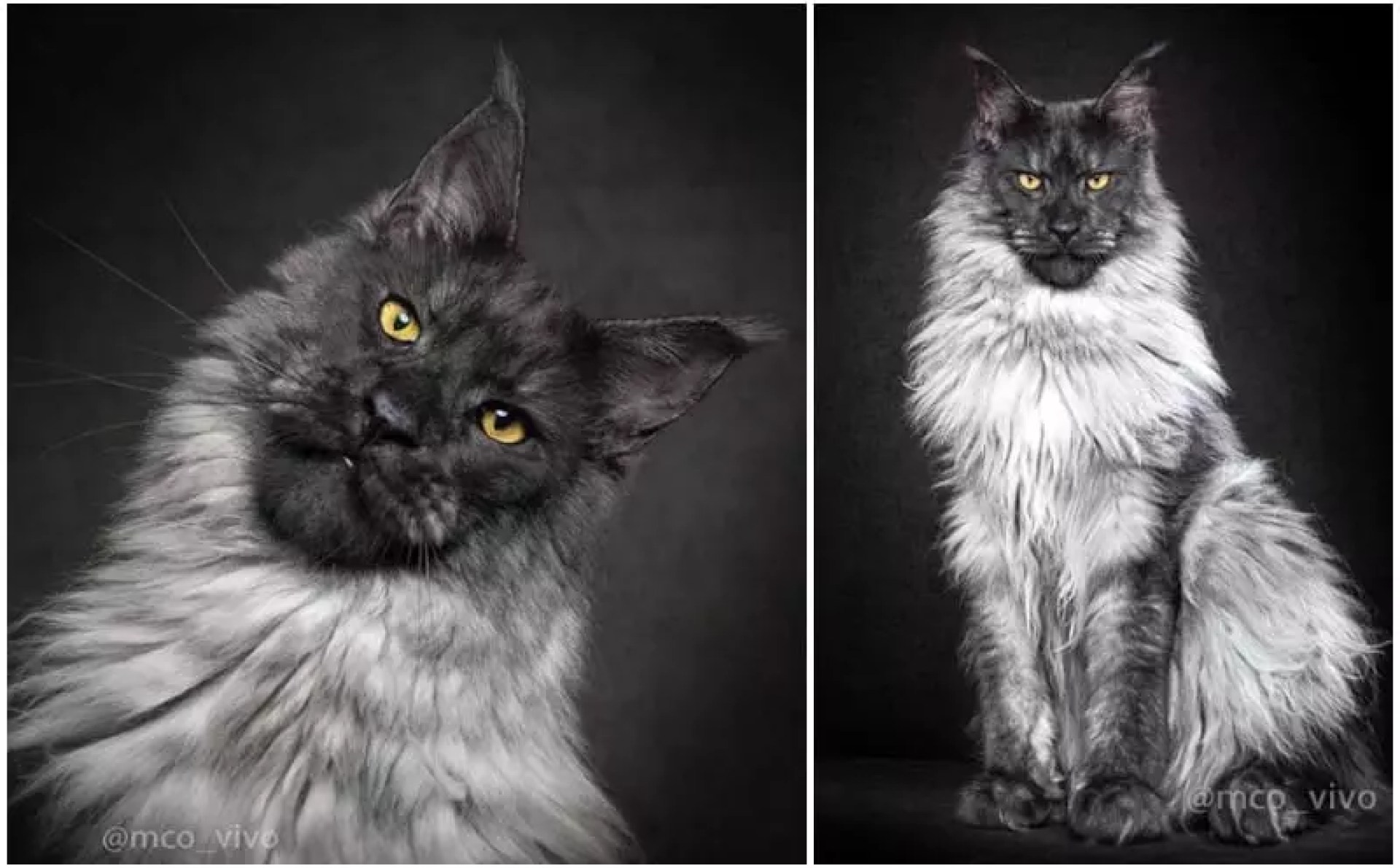 Vivo, o Maine Coon é como nenhum gato que você já viu Vivo, o Maine Coon é como nenhum gato que você já viu