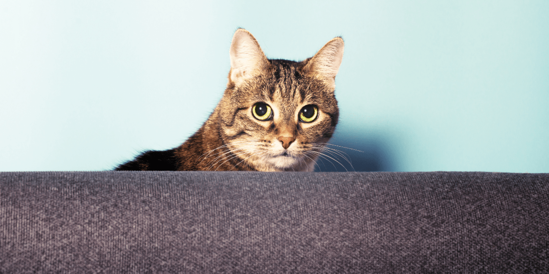 Aviso sinais de que seu gato está sofrendo Aviso sinais de que seu gato está sofrendo