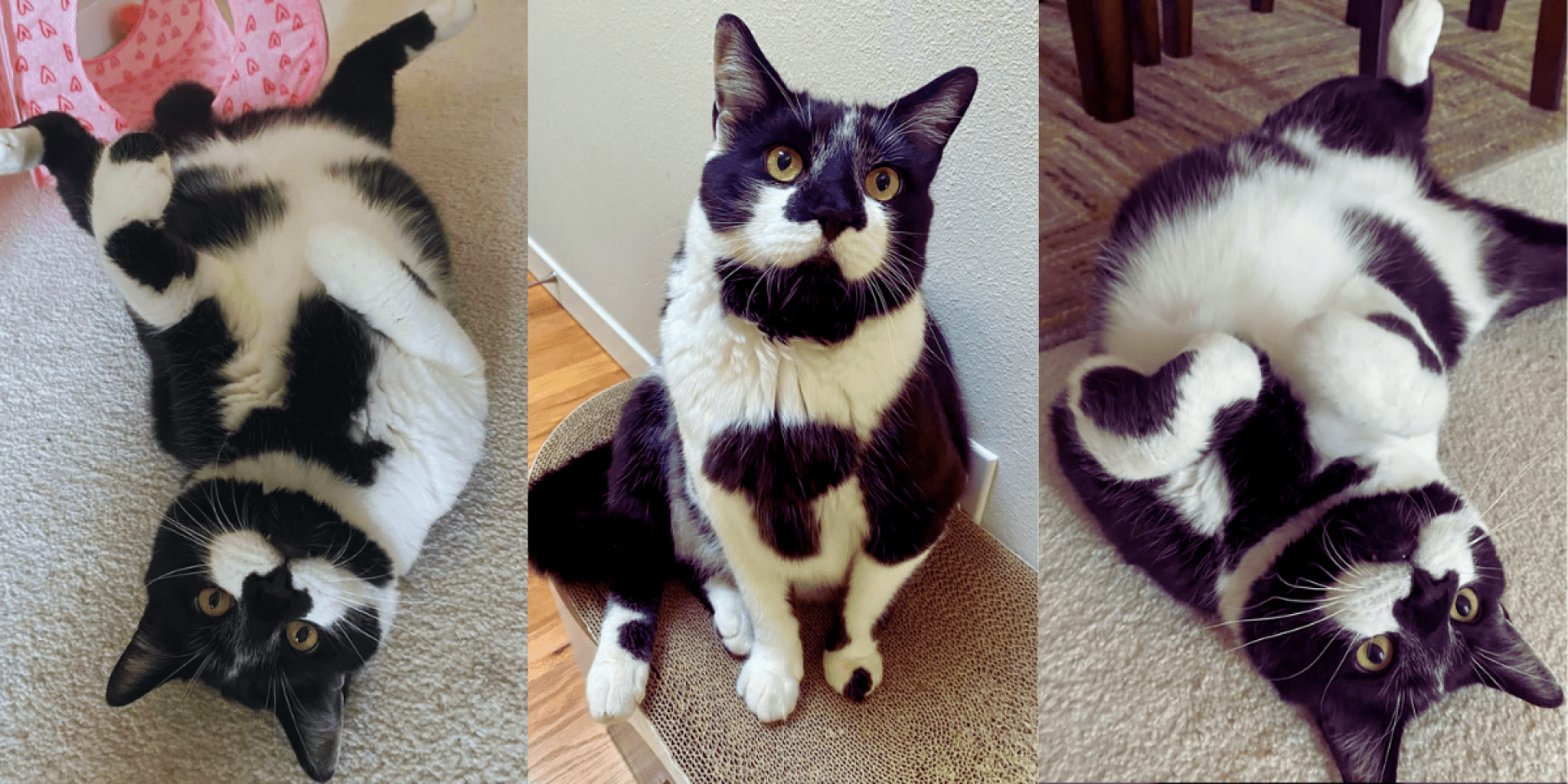 Um felino Spry que conseguiu o final feliz que ele merece Um felino Spry que conseguiu o final feliz que ele merece