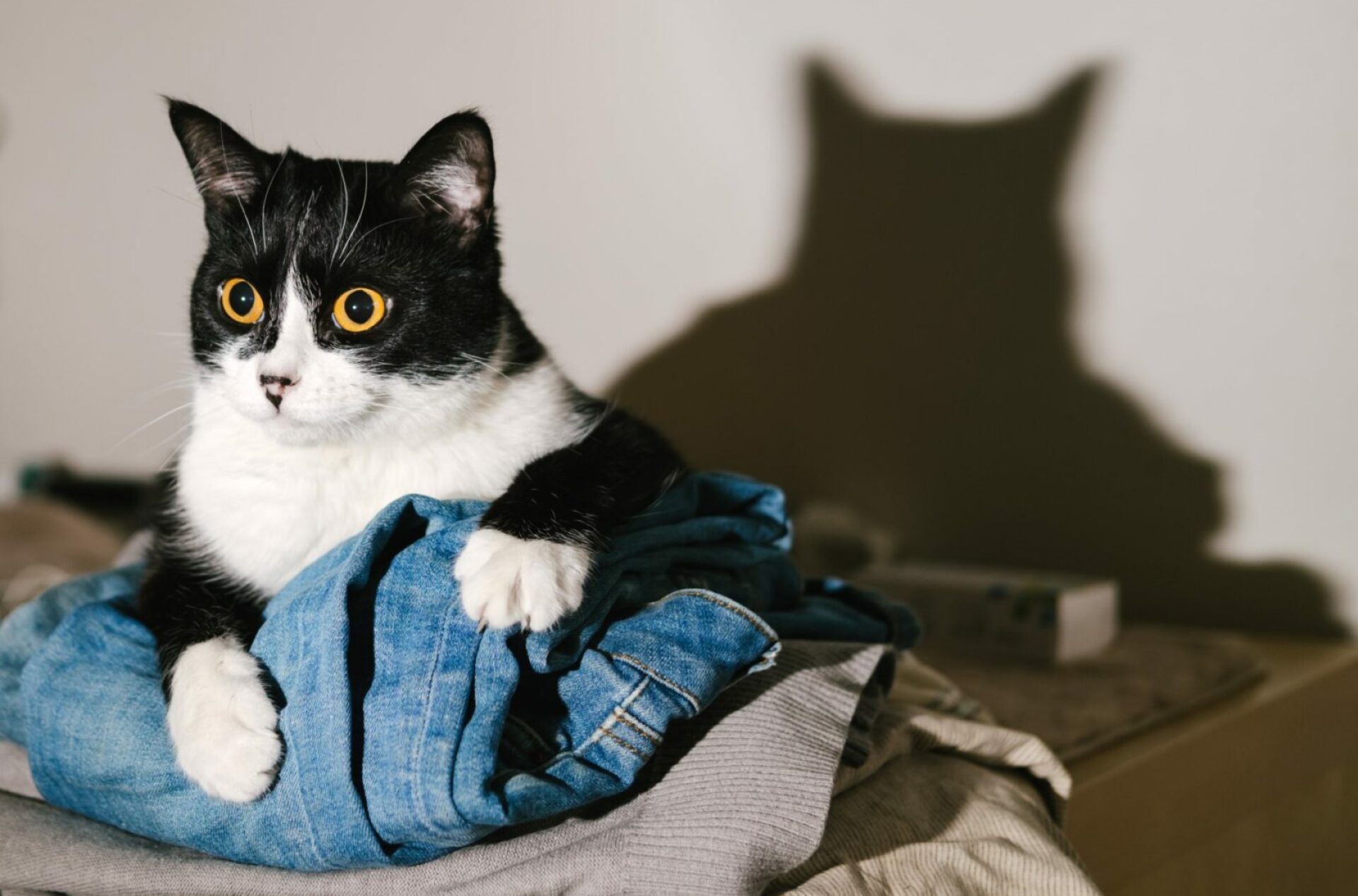 Por que meu gato olha para a parede? Por que meu gato olha para a parede?