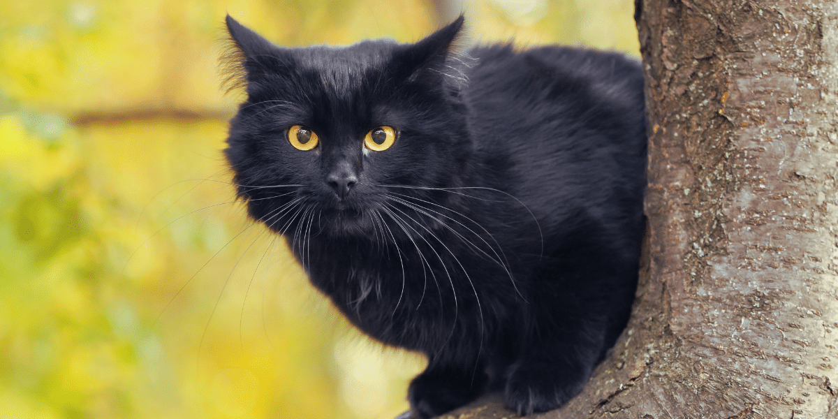 Por que as pessoas acham que os gatos negros são azar? Por que as pessoas acham que os gatos negros são azar?
