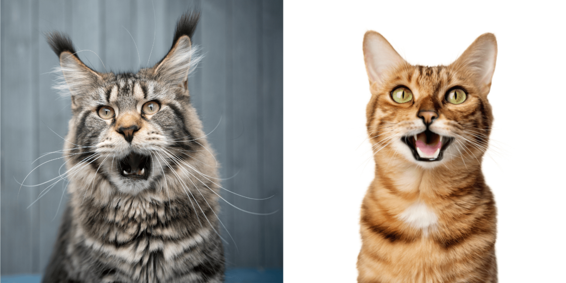 Raças de gatos falantes que sempre têm algo a dizer Raças de gatos falantes que sempre têm algo a dizer