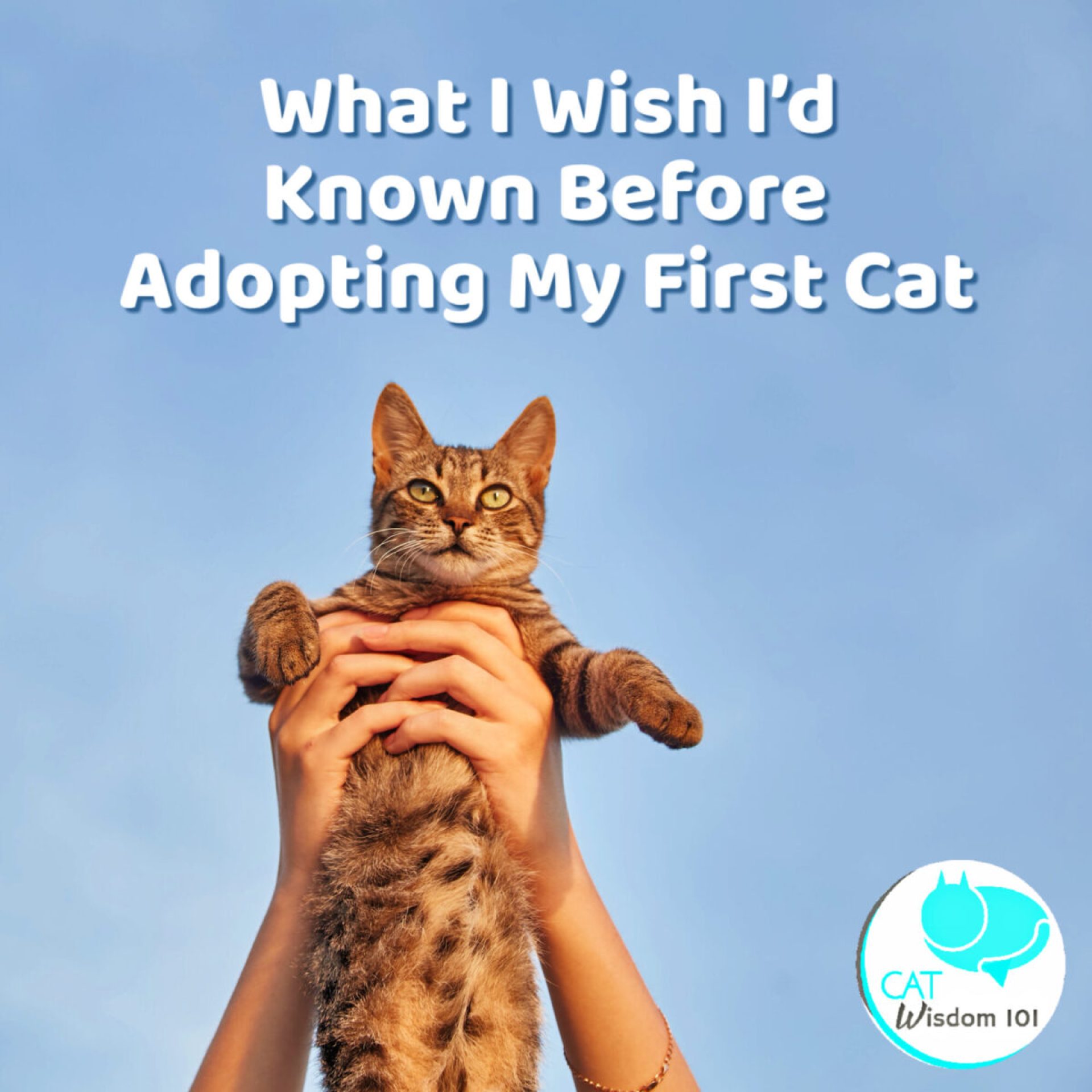O que eu gostaria de saber antes de adotar meu primeiro gato | O que eu gostaria de saber antes de adotar meu primeiro gato |