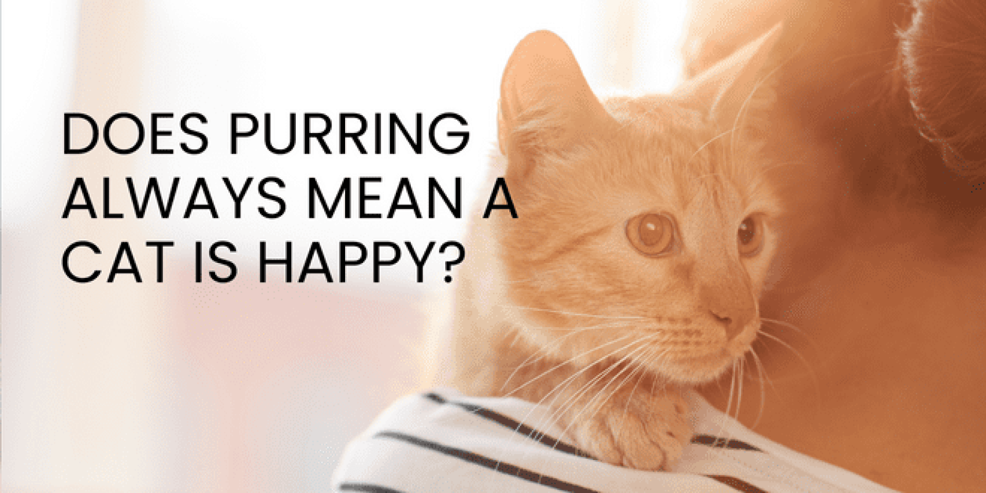 O ronronar sempre significa que um gato está feliz? O ronronar sempre significa que um gato está feliz?